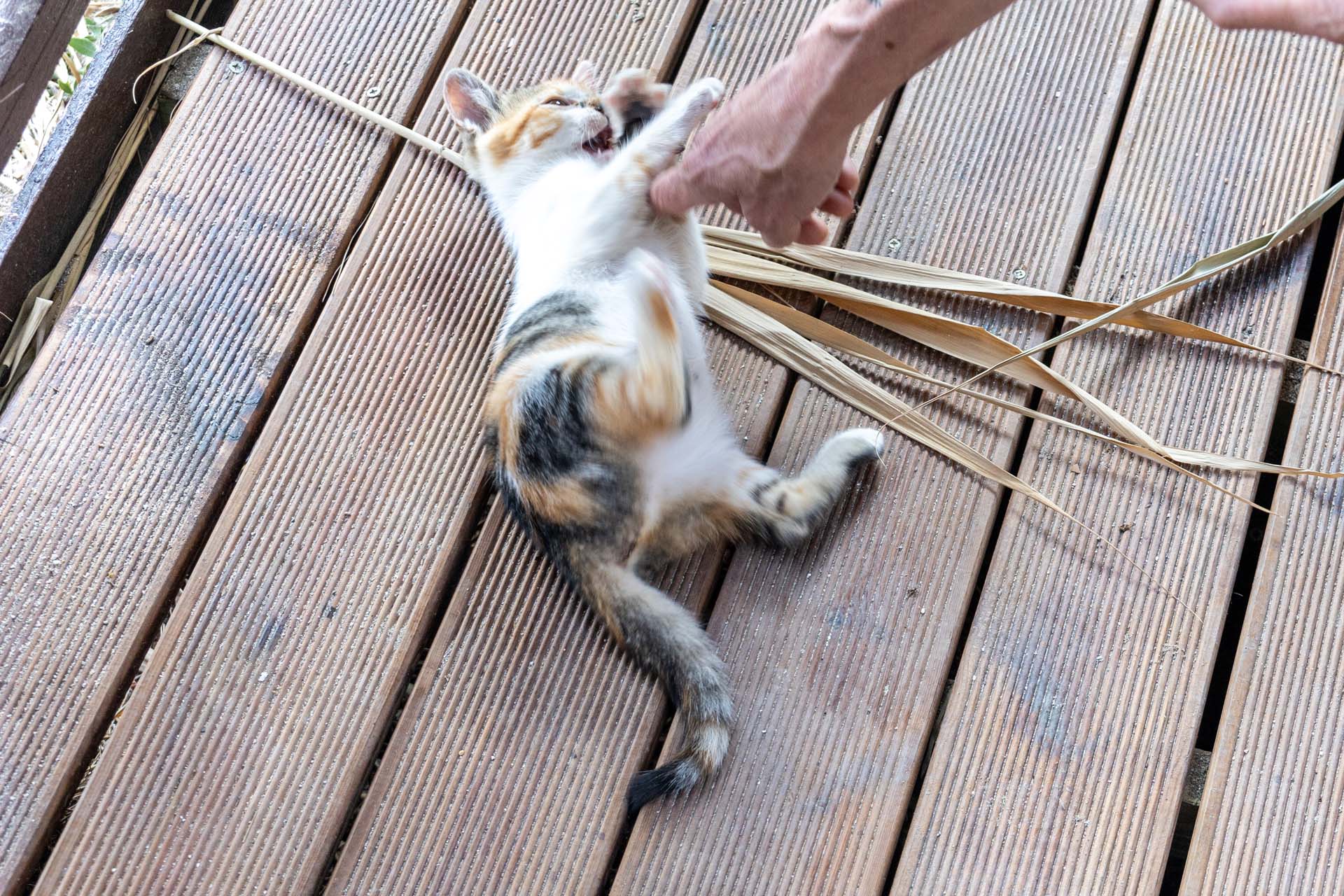 Skala Beach Katze